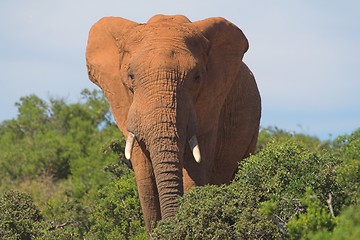 Image showing African Elephant