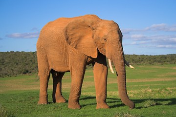 Image showing Africa Elephant