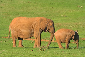 Image showing Elephant Family