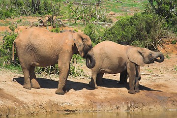 Image showing Thirsty Elephants