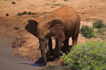 Image showing Elephant