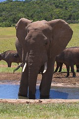 Image showing Elephant