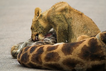 Image showing Cub feeding