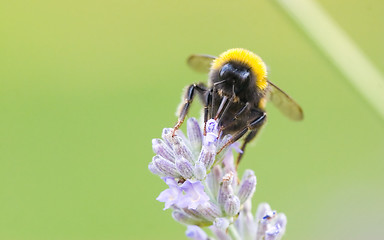 Image showing Drinking honey