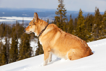 Image showing Portrait of a dog in the mountains on the white snow