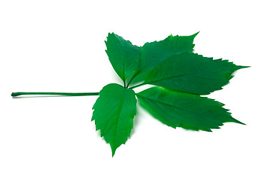 Image showing Green virginia creeper leaf