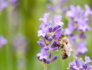 Image showing Drinking honey 2