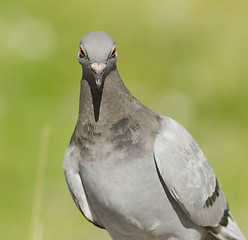 Image showing Dove