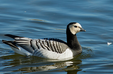 Image showing Barnacle goose