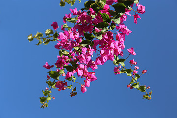 Image showing Blooming bougainvilleas against the blue sky 