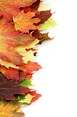 Image showing Border of Autumn Maple Leafs
