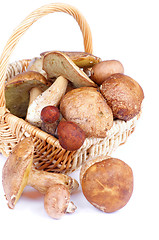 Image showing Forest Mushrooms