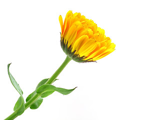 Image showing marigold