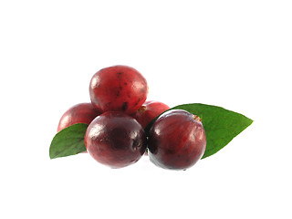 Image showing cranberries