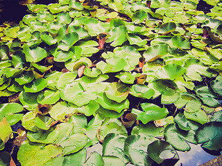 Image showing Retro look Water lily Nimphaea