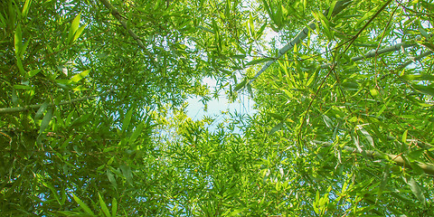 Image showing Bamboo plants - panorama