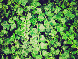 Image showing Retro look Ivy