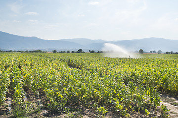 Image showing Tobacco plantation and irrigation