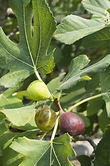 Image showing Fig on tree between the leaves
