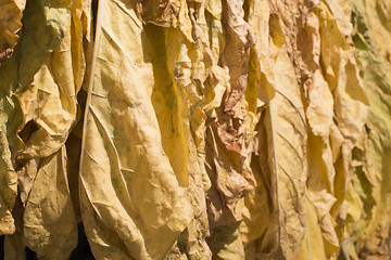 Image showing Dried tobacco leaves