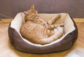 Image showing Sleeping cat