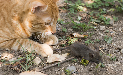 Image showing Cat and mouse in garden