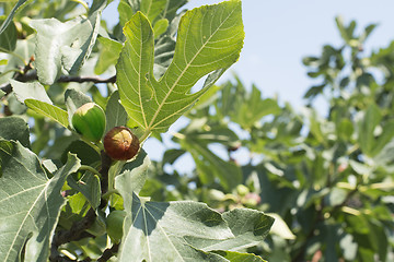 Image showing Fig on tree between the leaves