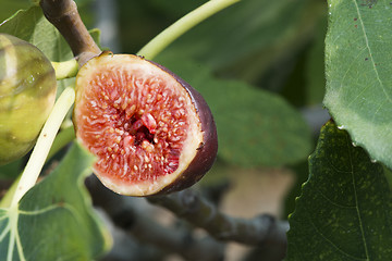 Image showing Fig on tree between the leaves