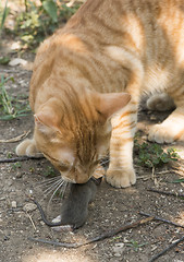 Image showing Cat and mouse in garden