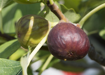 Image showing Fig on tree between the leaves