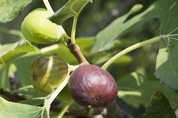 Image showing Fig on tree between the leaves