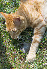 Image showing Cat and mouse in garden