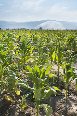 Image showing Tobacco plantation and irrigation