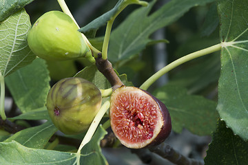 Image showing Fig on tree between the leaves