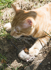 Image showing Cat and mouse in garden