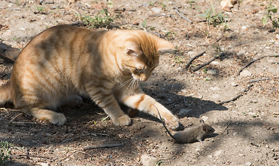 Image showing Cat and mouse in garden