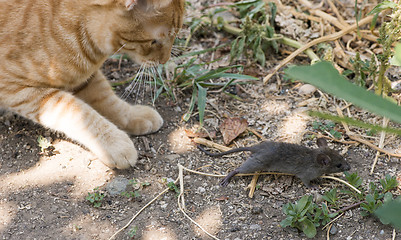 Image showing Cat and mouse in garden