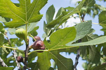 Image showing Fig on tree between the leaves