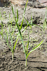 Image showing Fresh green garlic in plantation