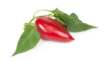 Image showing Red peppers and leaves