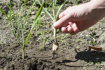 Image showing Fresh green garlic in plantation