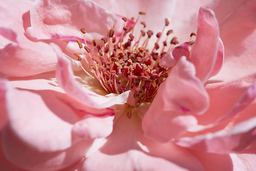 Image showing Pink rose background