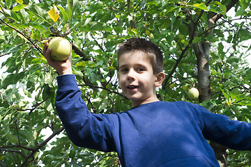 Image showing Child pick off apple 