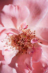 Image showing Pink rose background