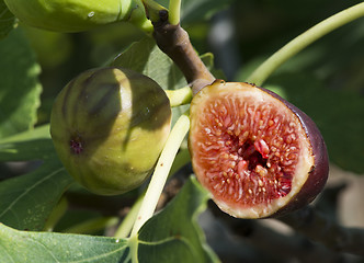 Image showing Fig on tree between the leaves