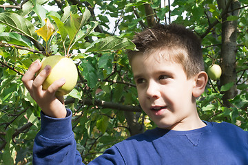 Image showing Child pick off apple 