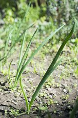 Image showing Fresh green onions in plantation