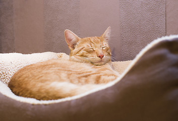 Image showing Sleeping cat