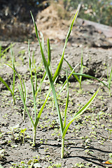 Image showing Fresh green garlic in plantation