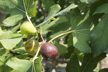 Image showing Fig on tree between the leaves